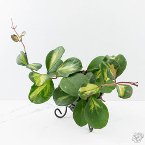 Hoya Obovata Inner Variegated