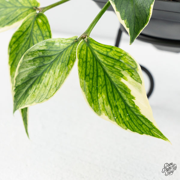 Hoya Polyneura Albomarginata Outer Variegated *Splash* (wk47-P)