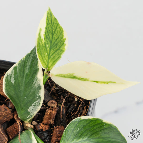Hoya Polyneura Albomarginata Outer Variegated *Splash* (wk47-P)
