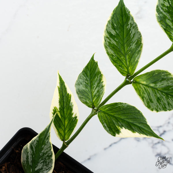 Hoya Polyneura Albomarginata Outer Variegated *Splash* (wk49-L)