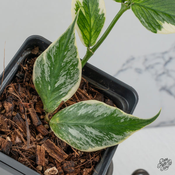 Hoya Polyneura Albomarginata Outer Variegated *Splash* (wk49-L)