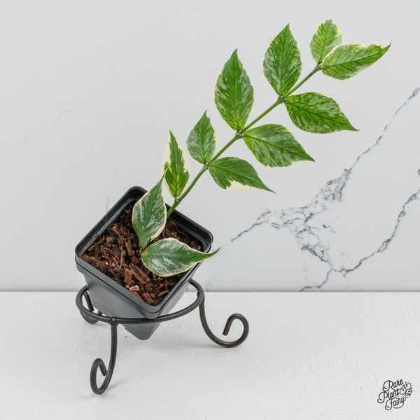 Hoya Polyneura Albomarginata Outer Variegated *Splash* (wk49-L)