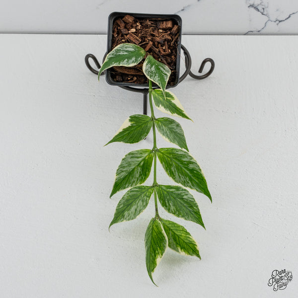 Hoya Polyneura Albomarginata Outer Variegated *Splash* (wk49-L)