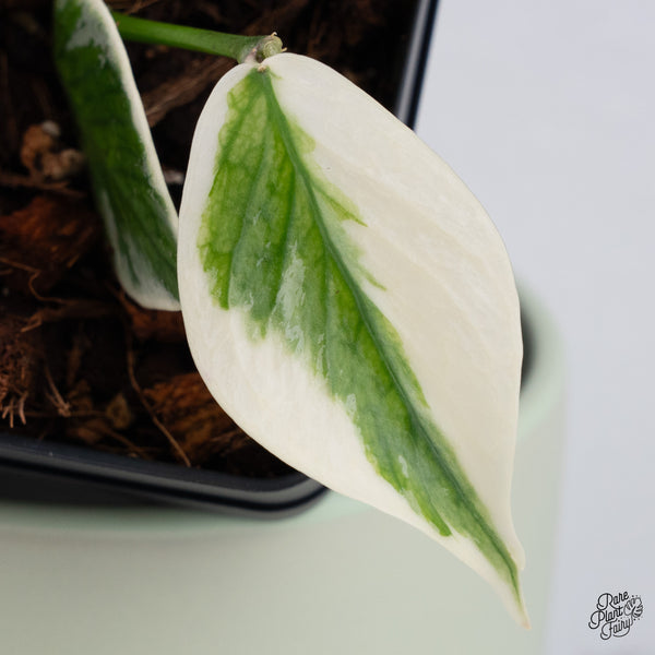 Hoya Polyneura Albomarginata Outer Variegated Splash (wk37-A)