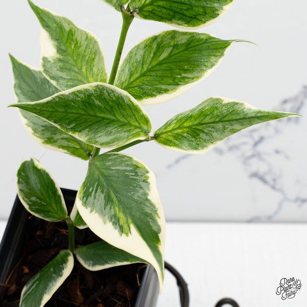 Hoya Polyneura Albomarginata Outer Variegated Splash (wk52-Q)