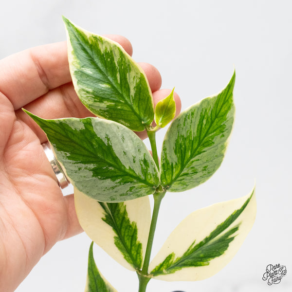 Hoya Polyneura Albomarginata Outer Variegated Splash (wk51-C)