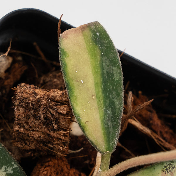 Hoya Sigillatis Inner Variegated (wk33-B)
