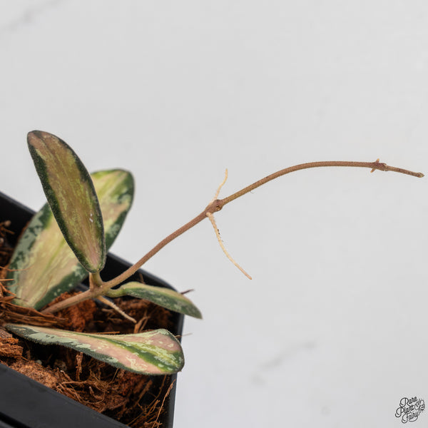 Hoya Sigillatis Inner Variegated (wk33-B)