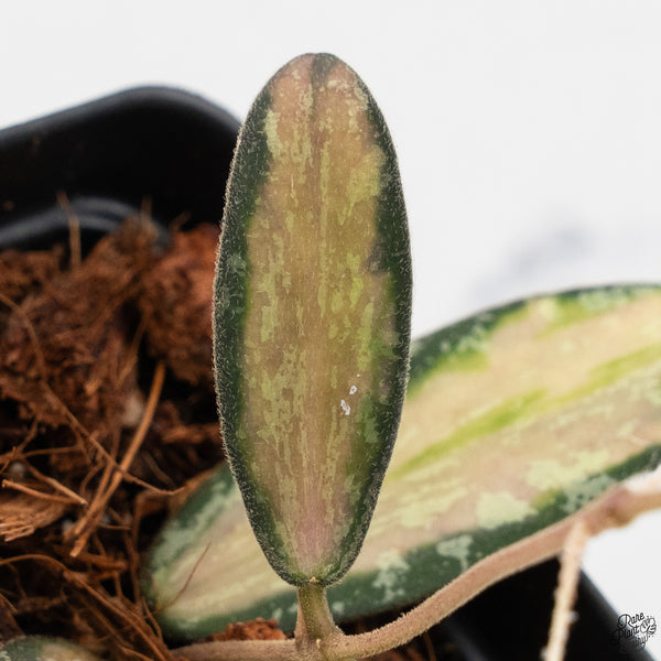 Hoya Sigillatis Inner Variegated (wk33-B)