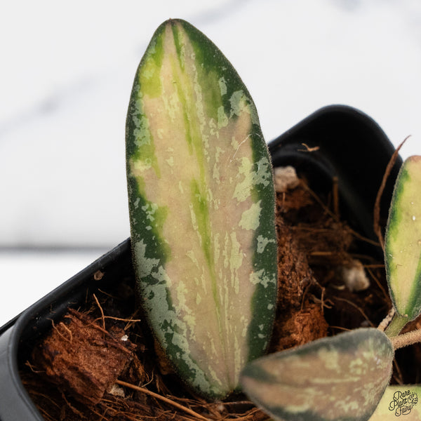 Hoya Sigillatis Inner Variegated (wk33-B)