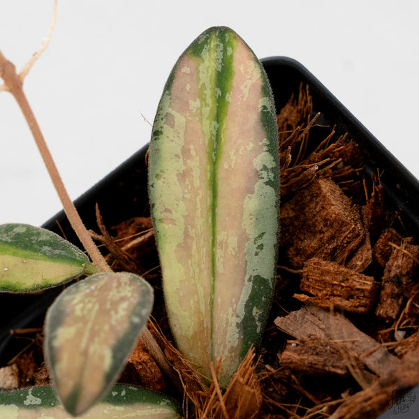 Hoya Sigillatis Inner Variegated (wk33-B)