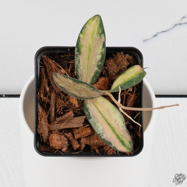 Hoya Sigillatis Inner Variegated (wk33-B)