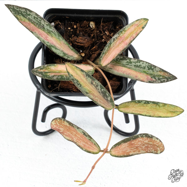 Hoya Sigillatis Inner Variegated (wk48-I)