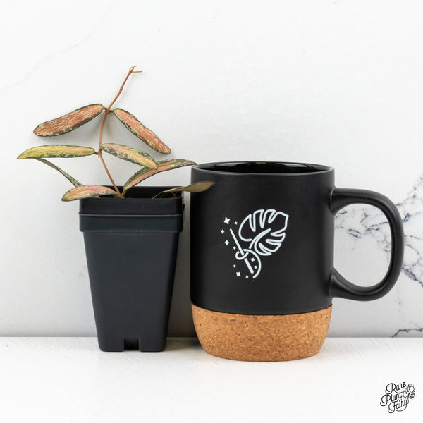 Hoya Sigillatis Inner Variegated (wk48-I)