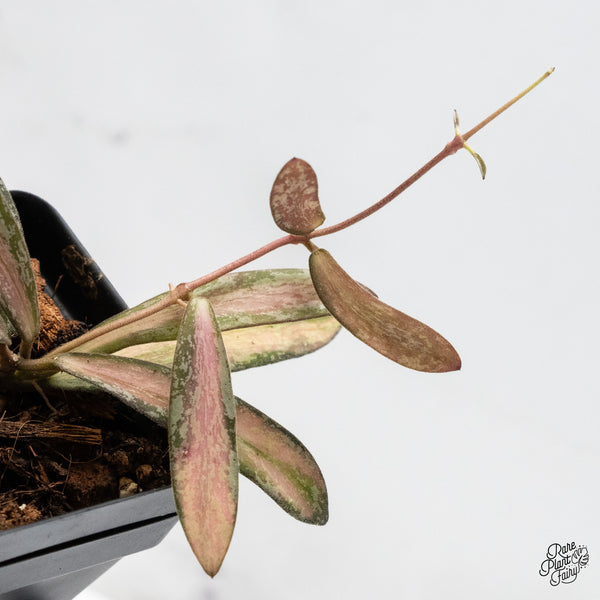 Hoya Sigillatis Inner Variegated (wk49-I)