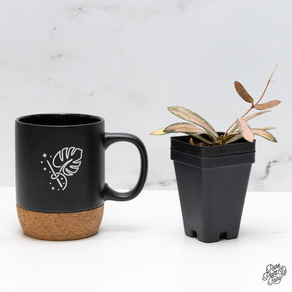 Hoya Sigillatis Inner Variegated (wk49-I)