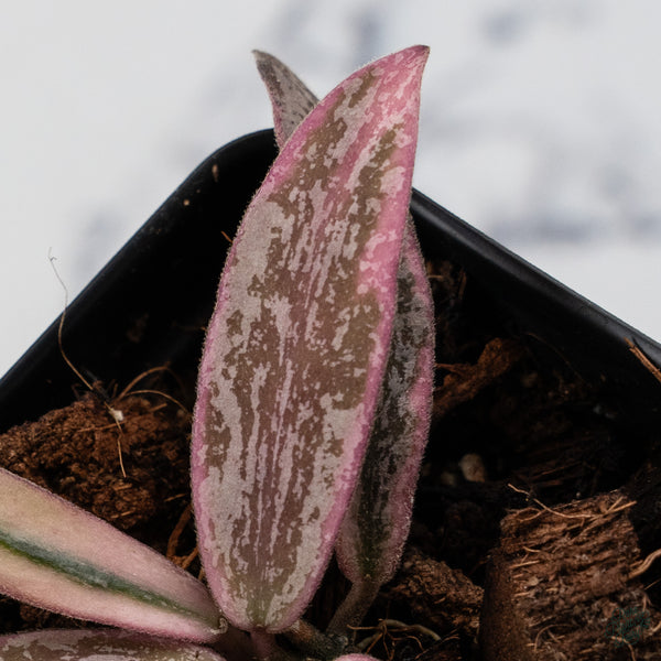 Hoya Sigillatis Outer Variegated (wk34-H)