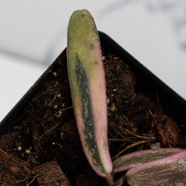 Hoya Sigillatis Outer Variegated (wk34-H)