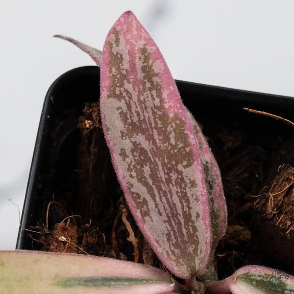 Hoya Sigillatis Outer Variegated (wk34-H)