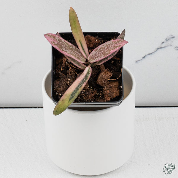 Hoya Sigillatis Outer Variegated (wk34-H)