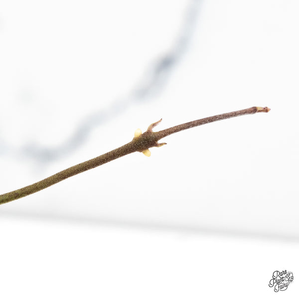 Hoya Sigillatis Outer Variegated (wk48-G)