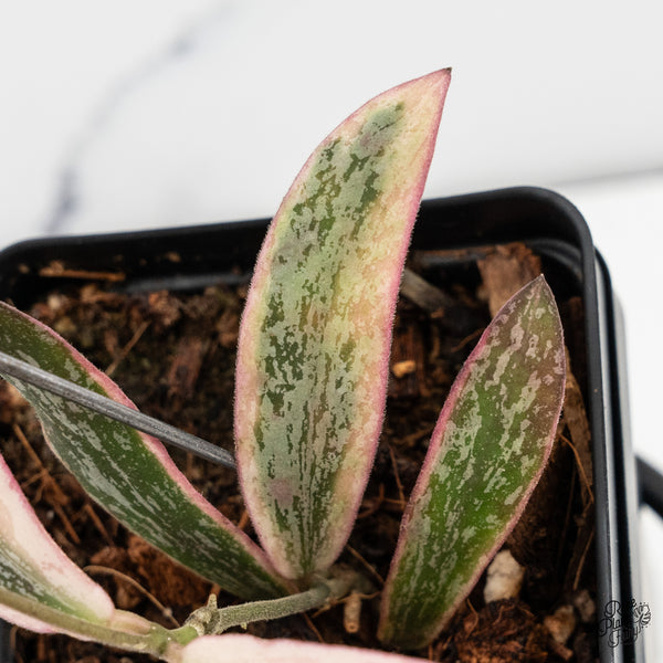 Hoya Sigillatis Outer Variegated (wk50-C)