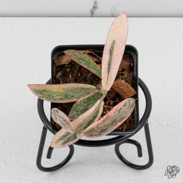 Hoya Sigillatis Outer Variegated (wk50-C)