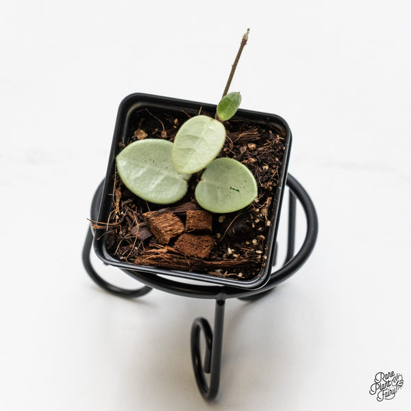 Hoya Mathilde Silver 'Grey Fairy' (wk49-F)