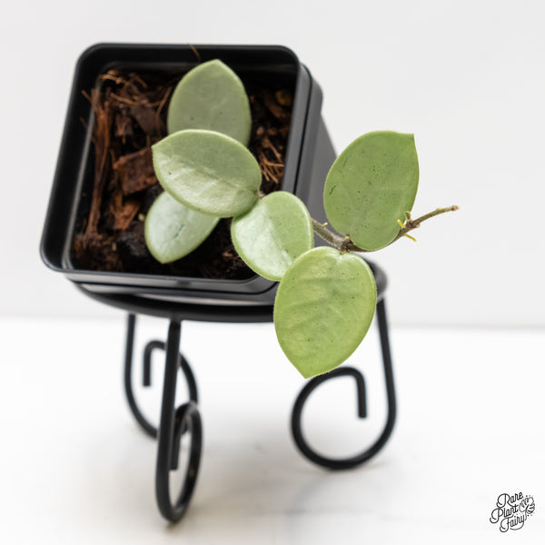 Hoya Mathilde Silver 'Grey Fairy' (wk5-B)