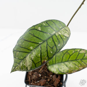 Hoya sp. Gunung Gading 'Ghost' (wk19-O)