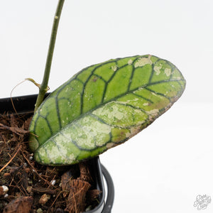 Hoya sp. Gunung Gading 'Ghost' (wk19-O)