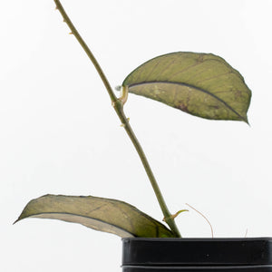 Hoya sp. Gunung Gading 'Ghost' (wk19-O)