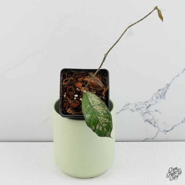 Hoya sp. Gunung Gading 'Ghost' (wk37-F)