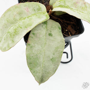 Hoya sp. Buntok Silver (wk17-A)