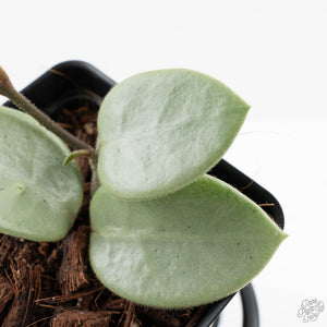 Hoya Mathilde Silver 'Grey Fairy' (wk27-A)