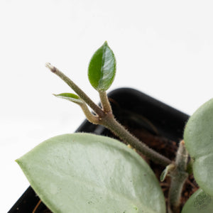 Hoya Mathilde Silver 'Grey Fairy' (wk27-A)