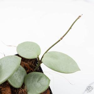 Hoya Mathilde Silver 'Grey Fairy' (wk20-K)