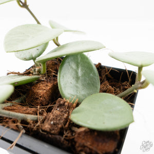 Hoya Mathilde Silver 'Grey Fairy' (wk20-K)