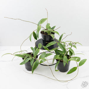Hoya sp. Loei
