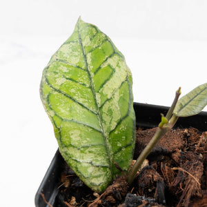 Hoya sp. Gunung Gading 'Ghost' (wk27-D)