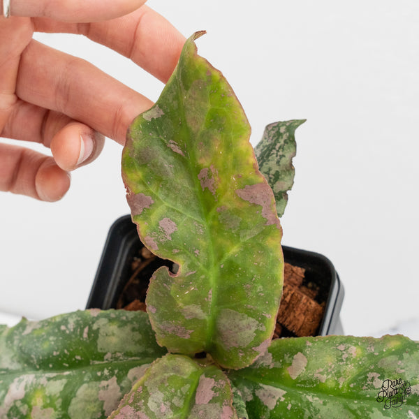 Hoya Undulata 'Silver' (wk50-J)