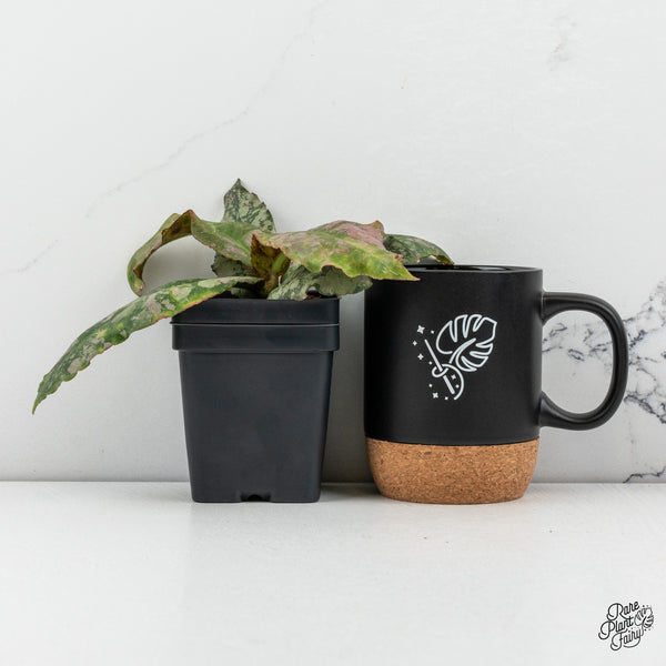 Hoya Undulata 'Silver' (wk50-J)