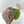 9058 Anthurium Red Velvet Cake '24' x Home, Sweet Home '32'