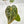 4278 Anthurium Red Velvet Cake ‘24’ x Zara ‘29’