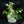 Rhaphidophora tetrasperma albo variegated *Grower's choice*
