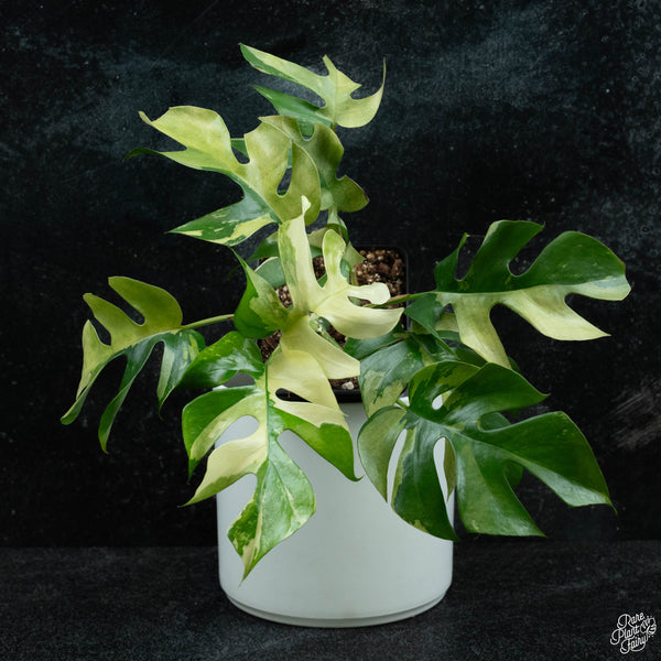 Rhaphidophora tetrasperma albo variegated *Grower's choice*