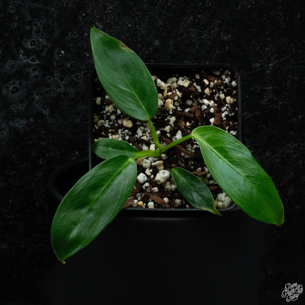 Philodendron Patriciae *Grower's Choice*