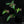Philodendron Patriciae *Grower's Choice*