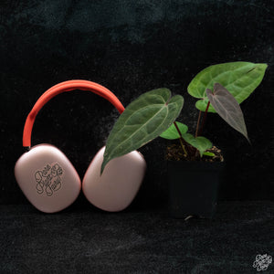 Anthurium DocBlock Lynette '18' x Dark & Handsome '9' by DocBlock® *Grower's Choice*