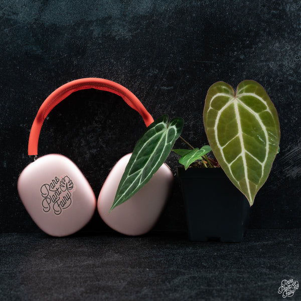 Anthurium NSE red crystallinum (purple emergent) x crystallinum *Grower's Choice*